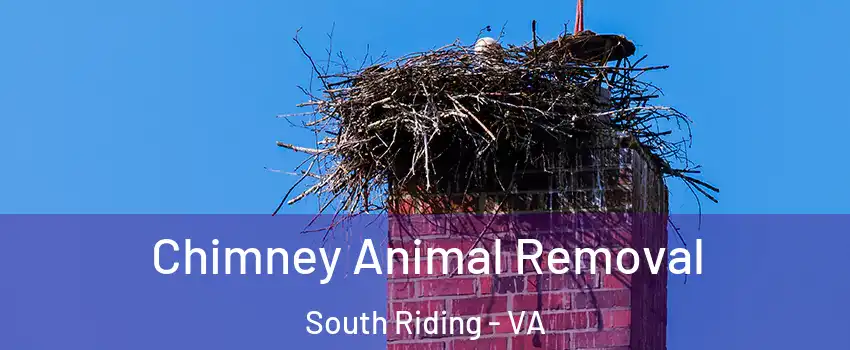  Chimney Animal Removal South Riding - VA