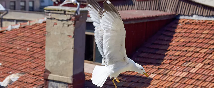 Residential Chimney Animal Removal Solution in South Riding, VA