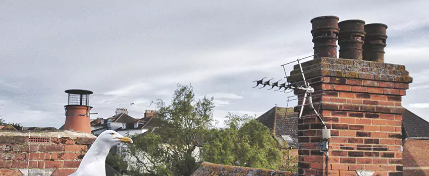 Chimney Cleaning And Restoration in South Riding, Virginia